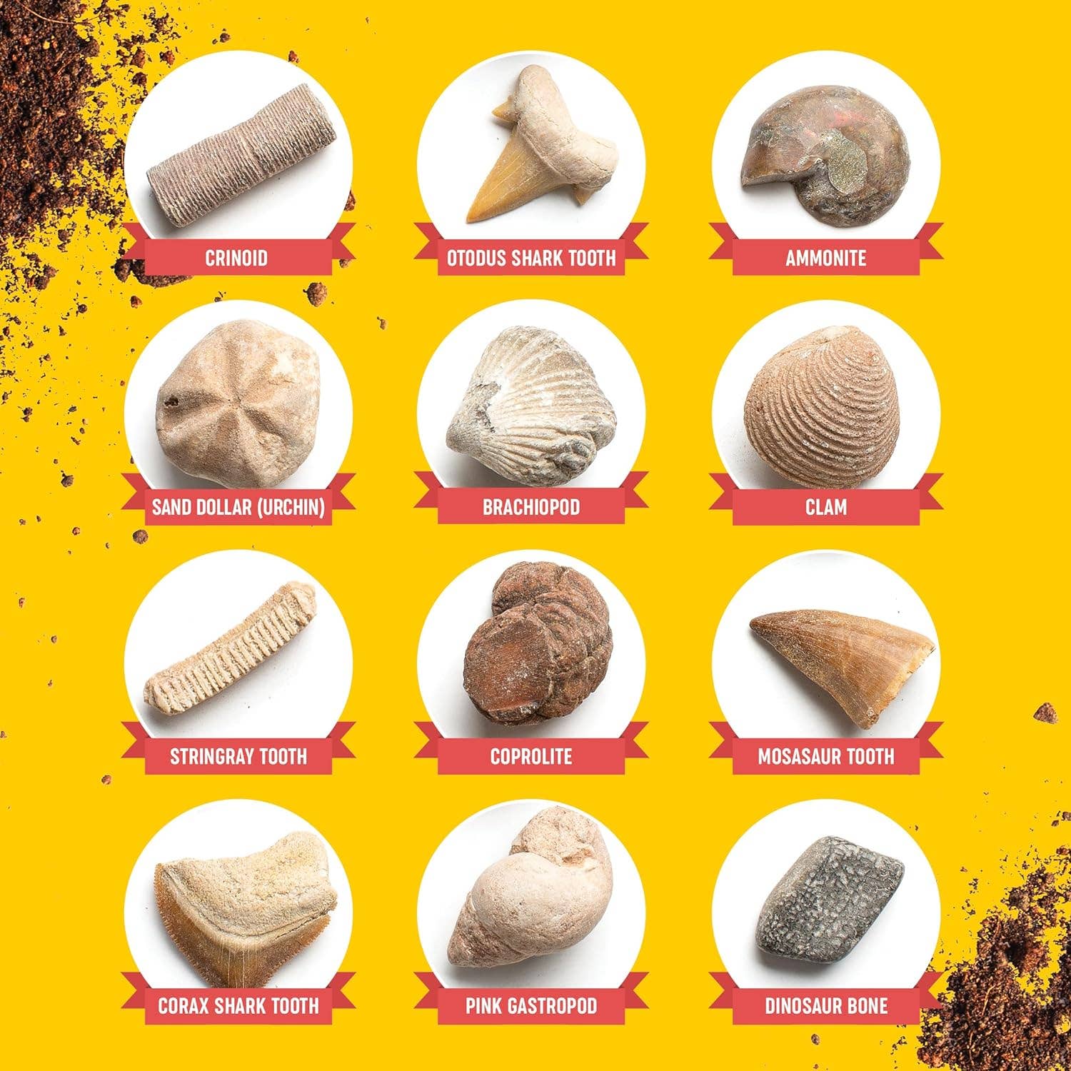 Dan&Darci Fossil Dig Kit For Kids