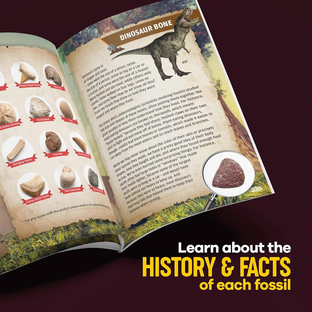 Dan&Darci Fossil Dig Kit For Kids