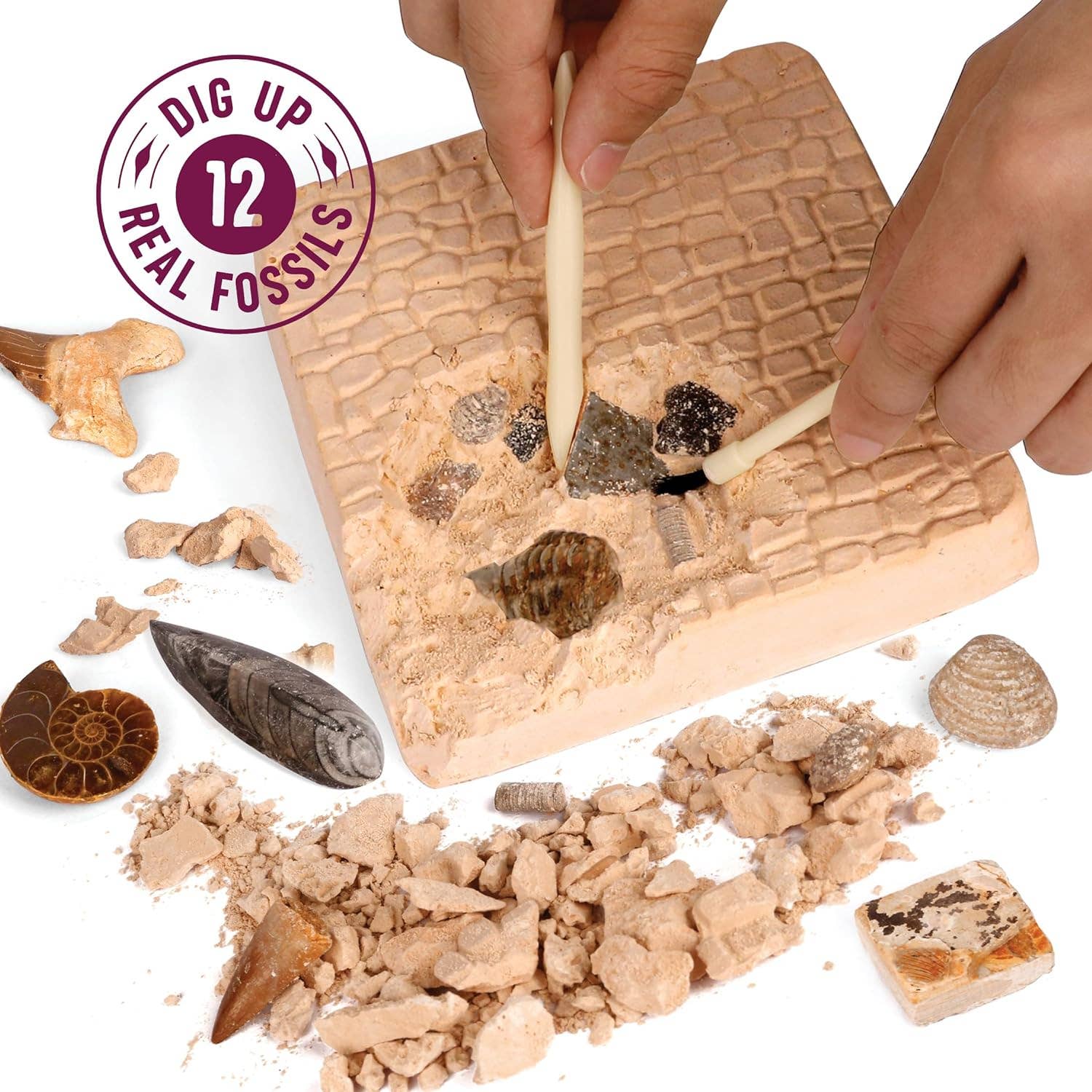 Dan&Darci Fossil Dig Kit For Kids