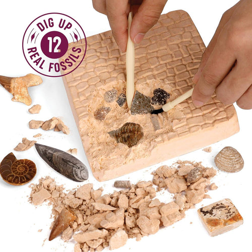 Dan&Darci Fossil Dig Kit For Kids